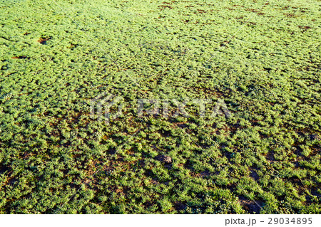 the field is fresher than  grass early the morning 29034895