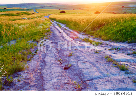 The road in a wheat field. Sunset 29034913