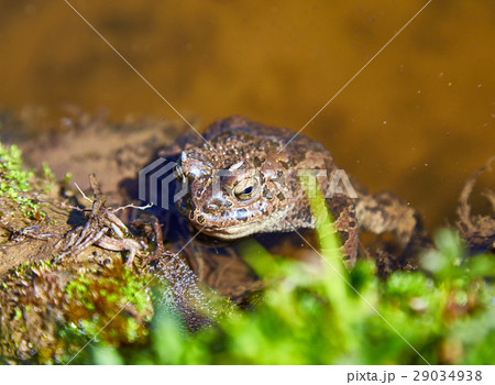 frog in a reservoir 29034938