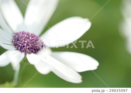 サイネリア 29035097