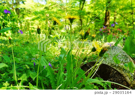 日本の野草・総苞片が反り返らない日本在来種のカントウタンポポの瑞々しい葉と花・横位置 日本の野草・総苞片が反り返らない日本在来種のカントウタンポポの瑞々しい葉と花・横位置 29035164