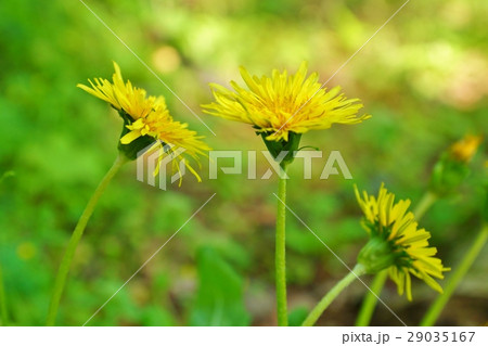 日本の野草・総苞片が反り返らない日本在来種のカントウタンポポの瑞々しい葉と花・横位置 日本の野草・総苞片が反り返らない日本在来種のカントウタンポポの瑞々しい葉と花・横位置 29035167