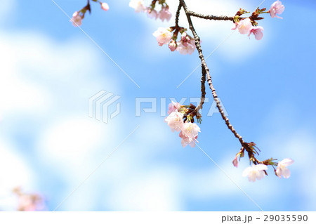 桜（清楚に咲く） 29035590