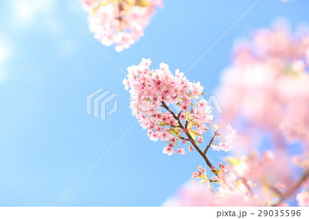 桜（空に向かって） 29035596