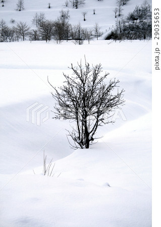 雪景色、冬の六厩01 29035653