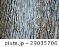 杉の樹皮 29035706