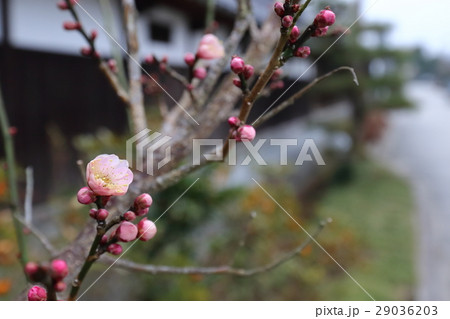 ウメの花 ウメの花 29036203