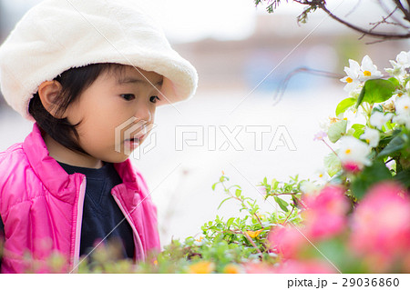 お花キレイ♪ 29036860