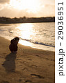 夕方の海キレイ♪ 29036951