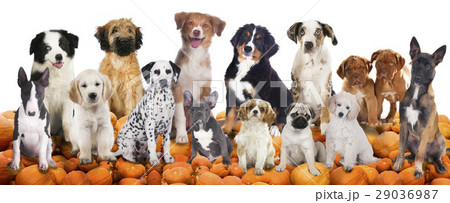 Big group of dogs sitting on pumpkins 29036987