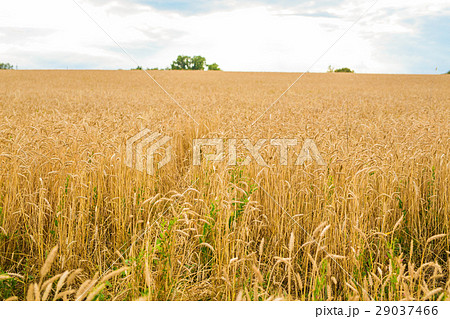 golden wheat field and sunny day golden wheat field and sunny day 29037466