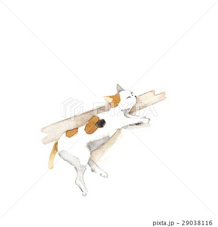 夏猫 夏猫 29038116