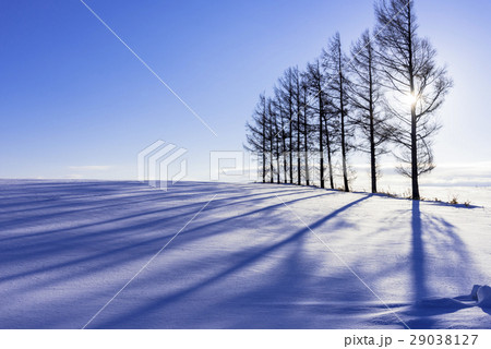 雪原に伸びる木々の影 29038127