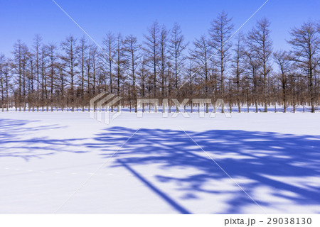 雪原に伸びる木々の影 29038130