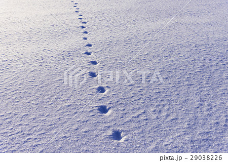 雪原の動物の足跡の写真素材