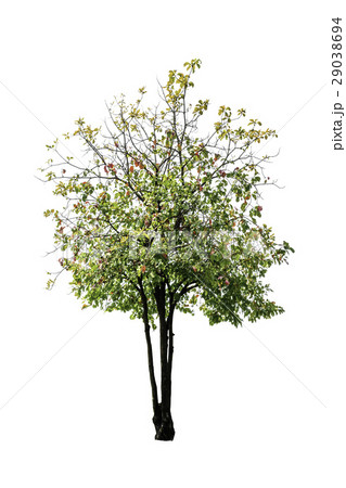 Tree isolated on white background Tree isolated on white background 29038694