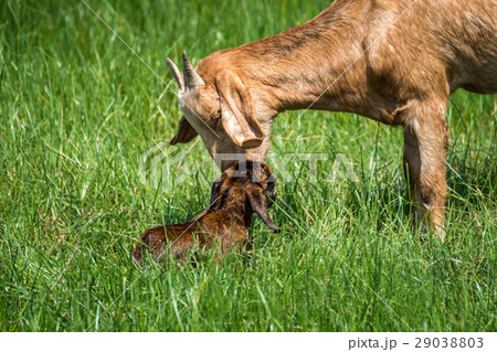 Goat baby a newborn and mother goat 29038803