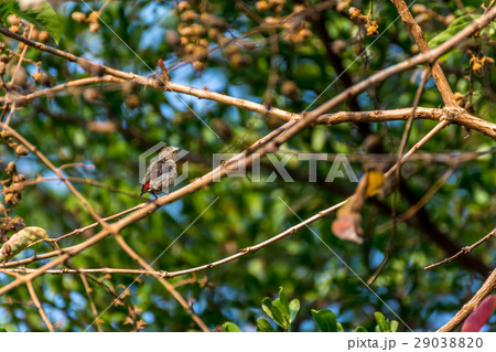 Bird (Scarlet-backed Flowerpecker) on a tree Bird (Scarlet-backed Flowerpecker) on a tree 29038820