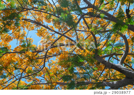 Peacock flower on tree 29038977