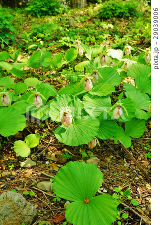 珍しい野の花・熊谷直実の背中の弓矢除けの母衣（ほろ）に見立てたクマガイソウの面白い花・縦位置 29039006