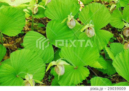 珍しい野の花・熊谷直実の背中の弓矢除けの母衣(ほろ)に見立てたクマガイソウの面白い花・横位置 珍しい野の花・熊谷直実の背中の弓矢除けの母衣(ほろ)に見立てたクマガイソウの面白い花・横位置 29039009