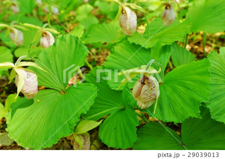 珍しい野の花・熊谷直実の背中の弓矢除けの母衣（ほろ）に見立てたクマガイソウの面白い花・横位置 29039013