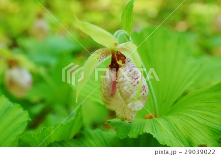 珍しい野の花・熊谷直実の背中の弓矢除けの母衣（ほろ）に見立てたクマガイソウの面白い花一輪・横位置 29039022