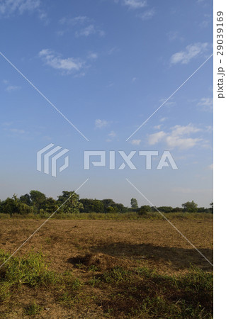 バガンの草原 バガンの草原 29039169