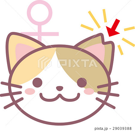 さくら猫のイラスト素材 [29039388] - PIXTA