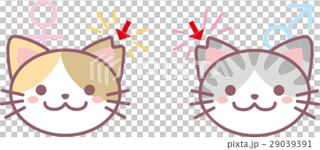 さくら猫 さくら猫 29039391