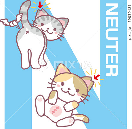 TNR（N) 29039481