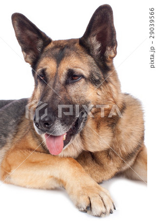Old german shepherd dog Old german shepherd dog 29039566