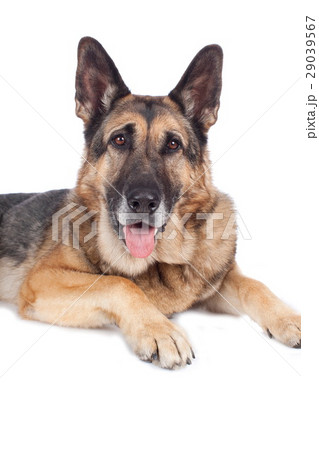 Old german shepherd dog 29039567