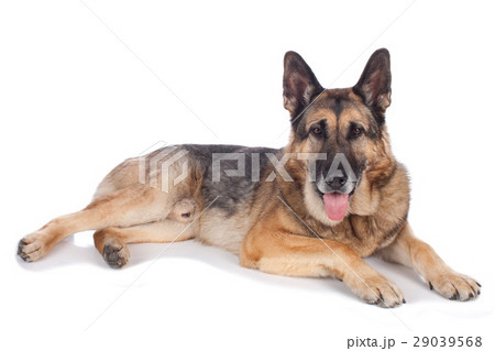 Old german shepherd dog 29039568