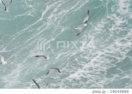 ウミネコの飛翔 29039889