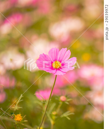 Colorful flowers 3 Colorful flowers 3 29039972