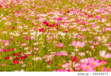 Colorful flowers 4 Colorful flowers 4 29039973