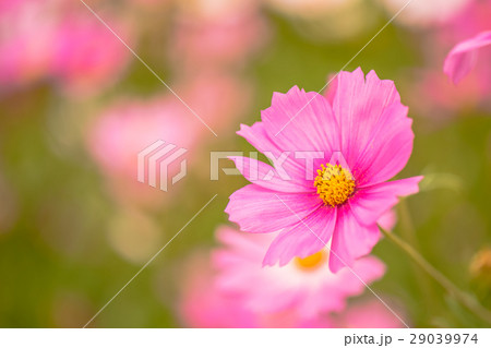 Colorful flowers 5 Colorful flowers 5 29039974