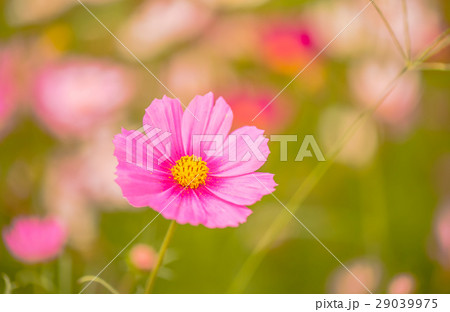 Colorful flowers 6 Colorful flowers 6 29039975