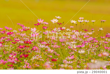 Colorful flowers 14 Colorful flowers 14 29040001