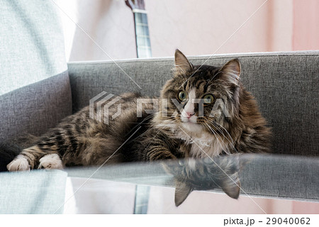 cat lying on the couch. reflection of the cat at cat lying on the couch. reflection of the cat at 29040062