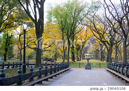 Canopy of American elms in Central Park Canopy of American elms in Central Park 29040106