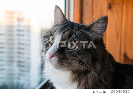 cat looks out the window. 29040656