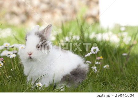 Cute bunny rabbit sitting in the grass 29041604