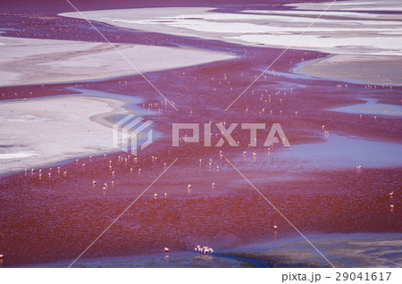 Flamingos at Laguna Colorada, Altiplano, Bolivia 29041617
