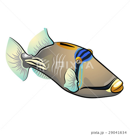 Picasso triggerfish. fish isolated on white 29041634