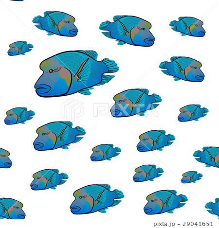 Cheilinus undulatus pattern. Napoleon fish 29041651