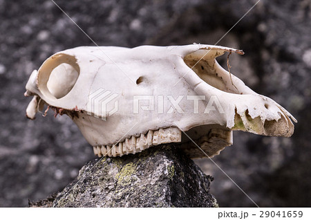 Horse skull on a rock in mountains 29041659