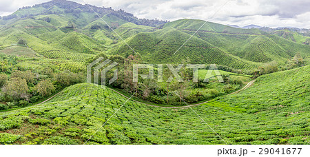Tea plantation in bright sunny day in cameron 29041677