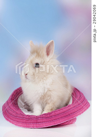 Cute baby rabbit sitting in a hat 29042069
